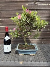 Bonsai Tree Satsuki Azalea