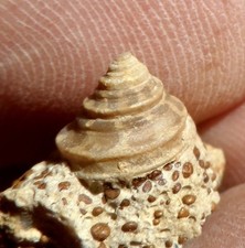 JURASSIC GASTEROPOD OF