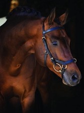 Rambo Micklem Multi-Bridle