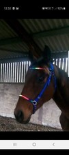 Cob Size Bitless Bridle