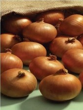 Vegetable - Onion - Ailsa Craig - 1200 Seeds