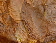 BULK TOBACCO SEEDS * 1000 + *
