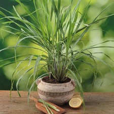 Lemongrass 'Tasty Lemon' Extra Large Plug Plant x 3. Authentic Thai herb.