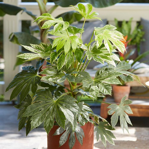 Houseplant spiders web - spiders,