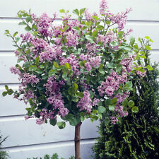 Standard Lilac Trees, 2 x Syringa Palibin, Double Flowering, 90-120cm, 3L Pots