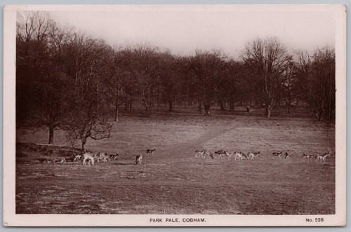 Cobham surrey deer herd - cobham,