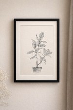 Ink Sketch Of A Rubber Plant