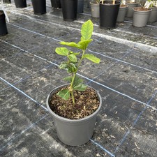 Jasminum sambac 'Grand Duke of Tuscany' - Arabian Jasmine - 15cm pot