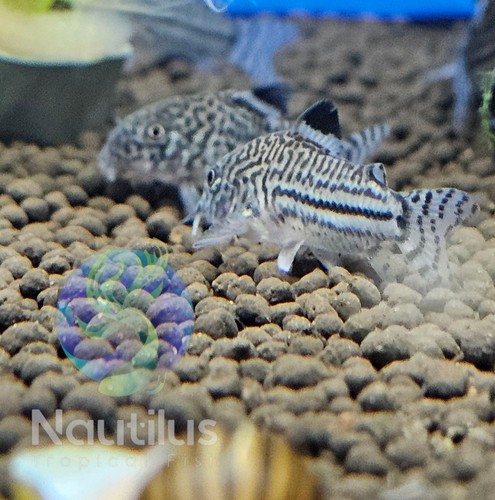 Julii cory corydoras - julii, (corydoras