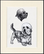 DANDIE DINMONT TERRIER LOVELY