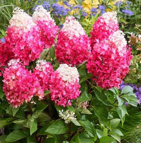 Hydrangea living red velvet - red,