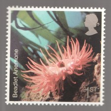 2007 1st Sea Anemone. Sea Life