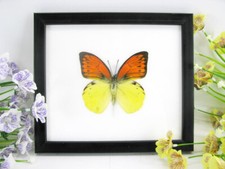 Emperor Orange- beautiful real