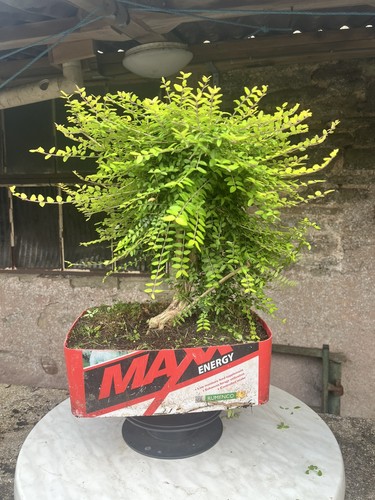 Honey suckle bonsai tree - tree,