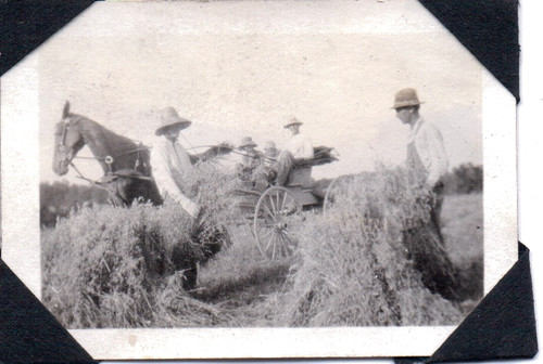 Photograph horses farm south - photograph,
