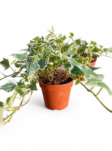 Hedera helix variegata - 3,
