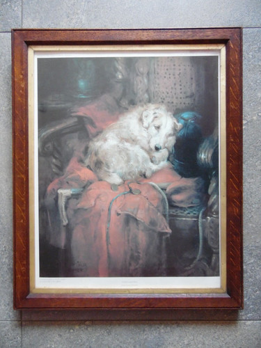Dog portrait well earned - dog,