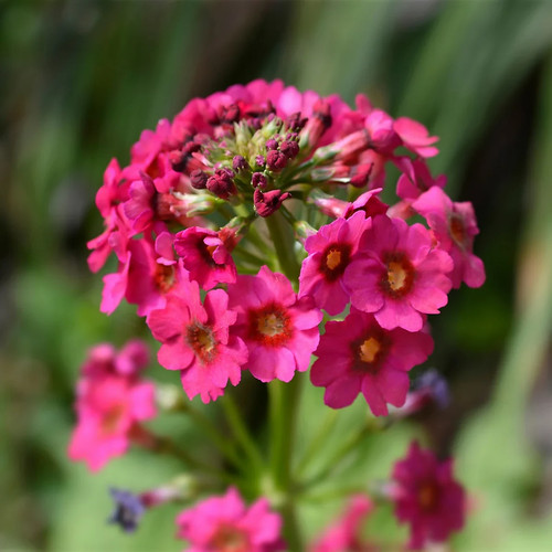 Primula millers crimson - primula,