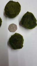 Giant aquarium moss - giant, balls-best