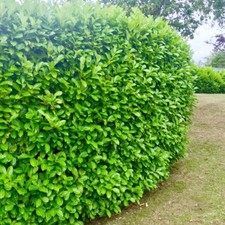 50 Cherry Laurel Evergreen Hedging Plants Fast Growing Shrub 30-45cm Potted  