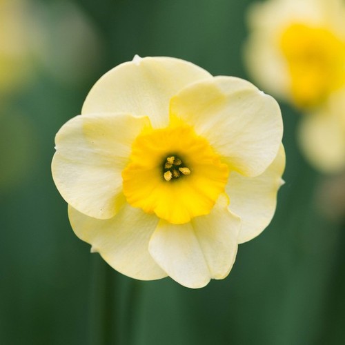 Narcissus jonquila sundisc - narcissus, 10