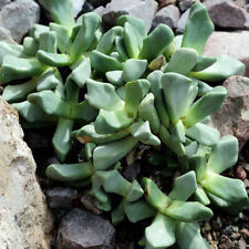 Bijlia (Cana) Dilatata - 15 Seeds - Mesembryanthemum