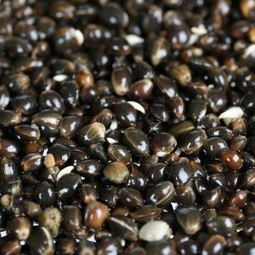 Cooked fresh hemp seed - fresh,