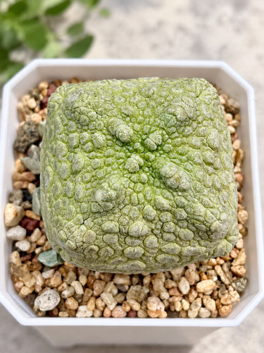 Pseudolithos cubiformis