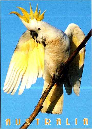 2025 bird - -,