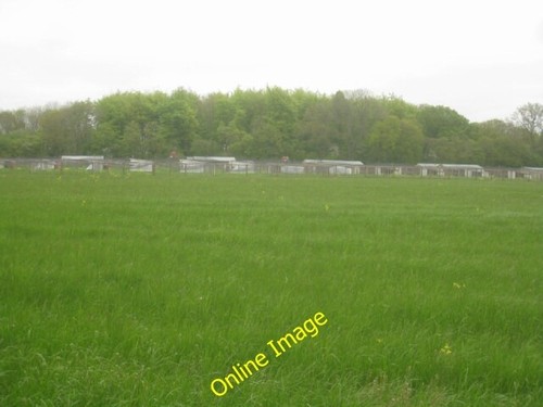 Photo 6x4 pheasant - 6x4,