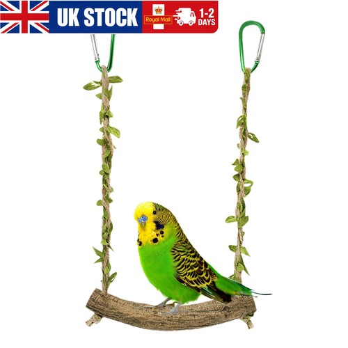Pet bird parrot - parrot, perch