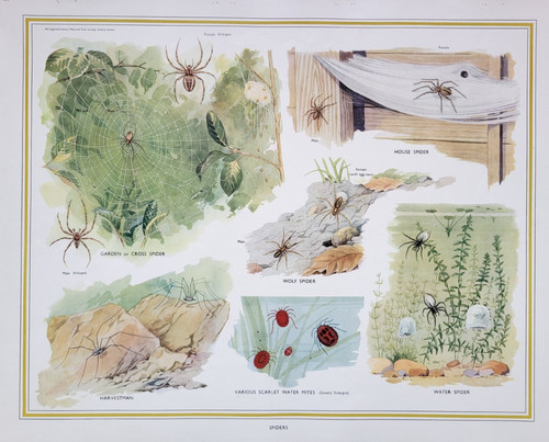 Vintage macmillan school - macmillan,