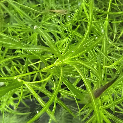 Guppy grass 10g najas - guppy,