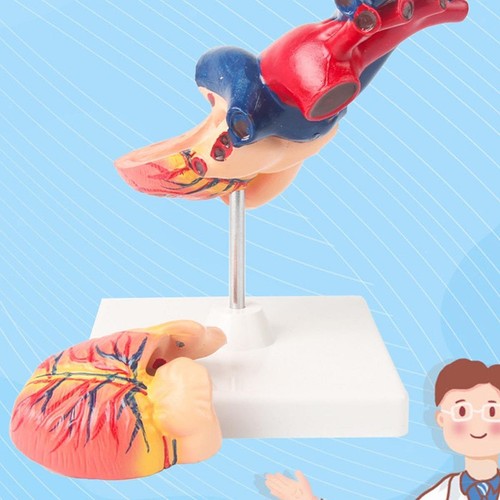 Human heart model - heart,