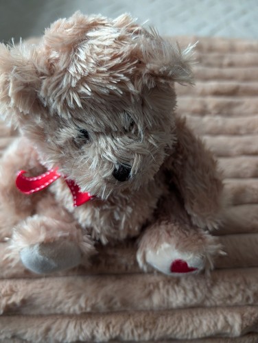 Teddy bear scruffy - bear,