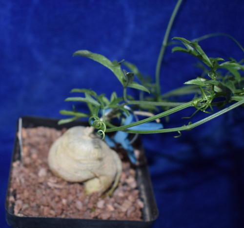Caudex kedrostis africans - ,