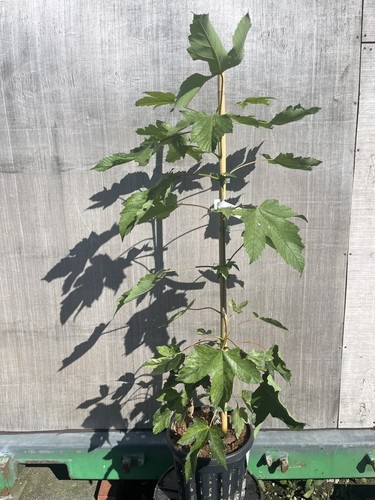 Variegated sycamore - variegated,