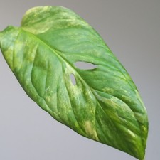 RARE Monstera Obliqua 'Muyuna'