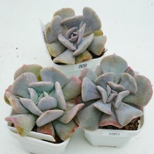 Echeveria Exotic, 3cm, Purple tight rosette succulent, sculptural leaves