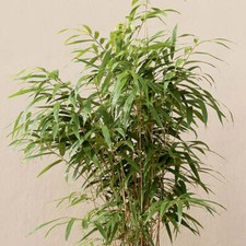 Arrow metake japonica - arrow, bamboo