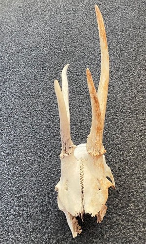 Roe deer skull antlers - deer,