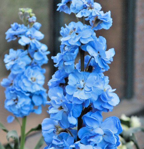 150x matthiola stock ten week - matthiola,