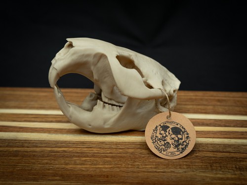 Life size beaver - skull, replica