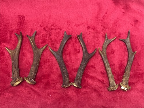 Pairs roe deer antlers - roe,