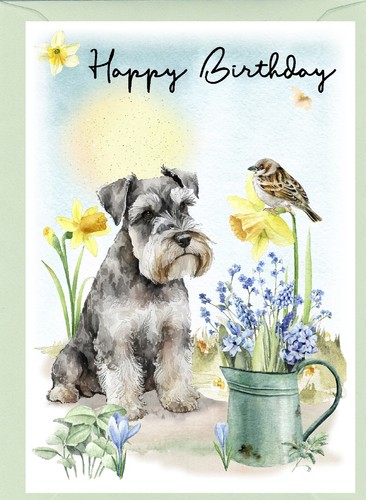 Miniature schnauzer dog - miniature,