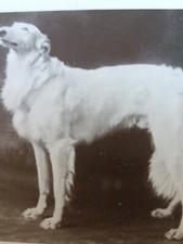 Davison bros real photographic