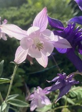 Aquilegia Seedlings , Ready To