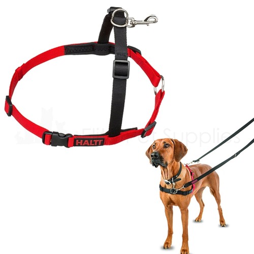 Halti non pull - non, dog