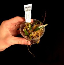 Microgramma reptans (Miniature