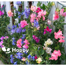 SWEET PEA BIJOU DWARF MIX - 40 SEEDS - Lathyrus odoratus - ANNUAL FLOWER